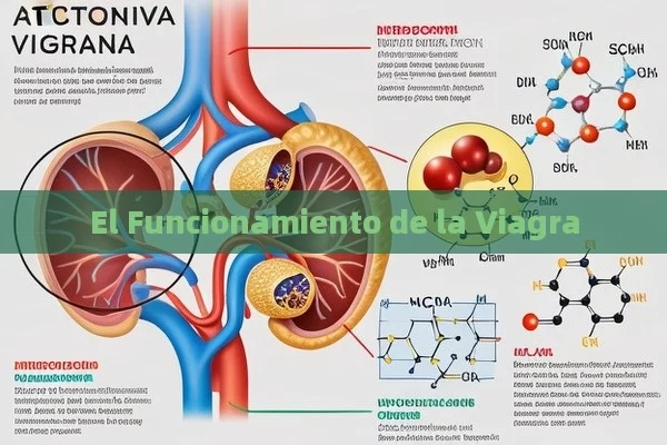 El Funcionamiento de la Viagra